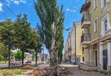 Вырубка деревьев в Мариуполе досталась историческому центру: на проспекте Мира спилили тополя, — ФОТОФАКТ
