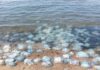 Пляжи Мариуполя покрылись мертвыми медузами: что происходит в Азовском море, — ФОТО
