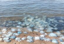 Пляжи Мариуполя покрылись мертвыми медузами: что происходит в Азовском море, — ФОТО