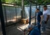 В Мариуполе увеличили количество вольеров для собак, но после стерилизации животных снова выпускают на улице, — ФОТО