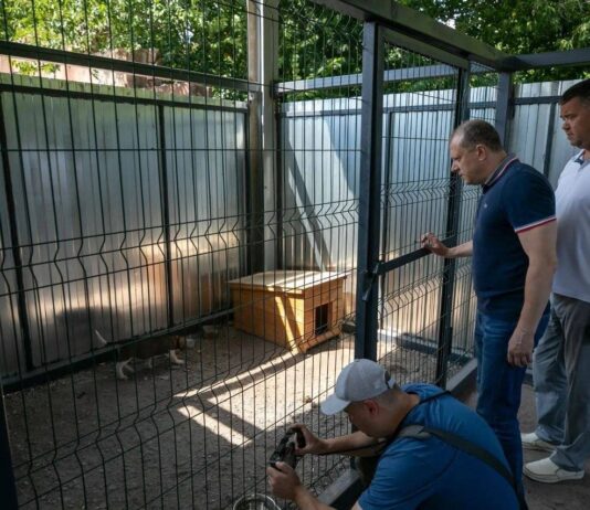 В Мариуполе увеличили количество вольеров для собак, но после стерилизации животных снова выпускают на улице, — ФОТО