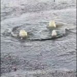 Мешканці Маріуполя скаржаться на тижневий витік води на Новоселівці