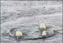 Мешканці Маріуполя скаржаться на тижневий витік води на Новоселівці